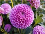 漂亮菊花花朵