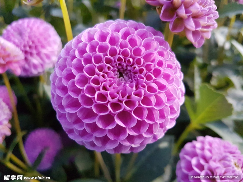 漂亮菊花花朵