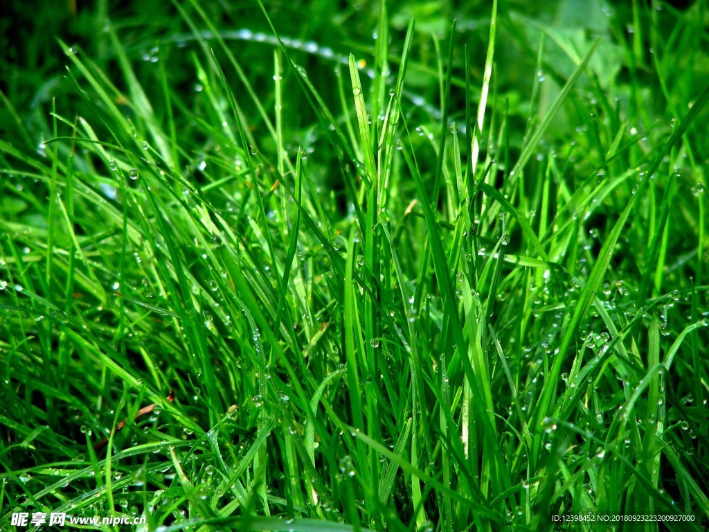 草地素材草地背景图片-千图网