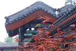 香山红枫美景