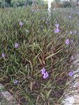 翠芦莉 喇叭花 蓝花 兰花草