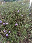 翠芦莉 喇叭花 蓝花 兰花草