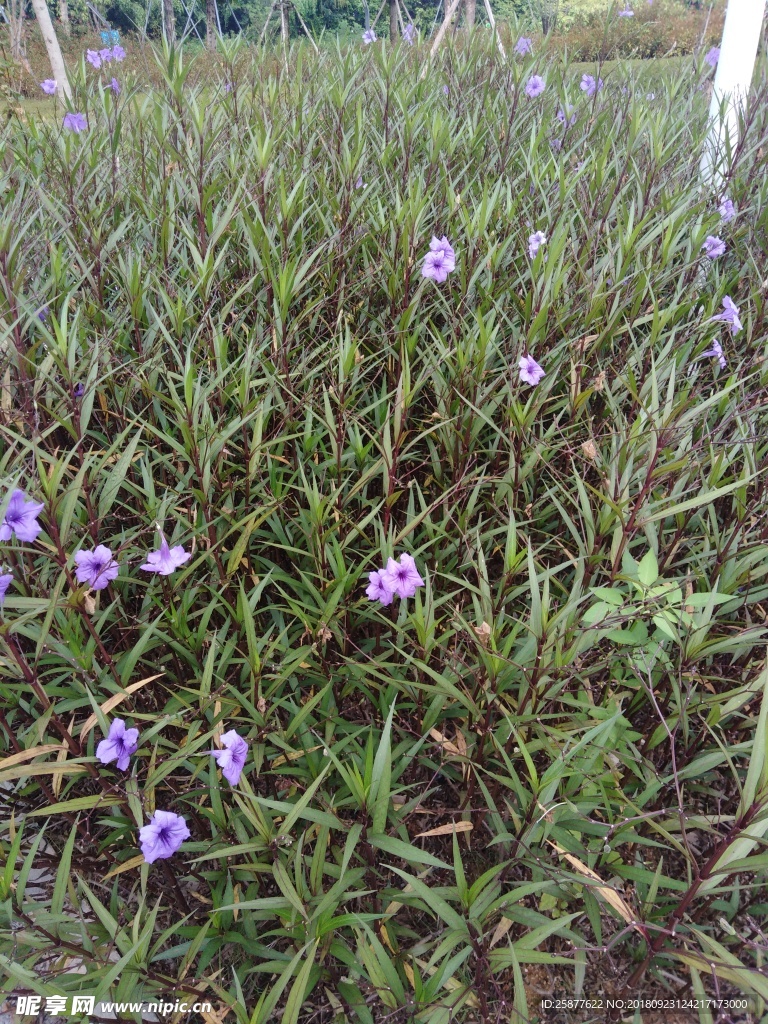 翠芦莉 喇叭花 蓝花 兰花草