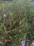 翠芦莉 喇叭花 蓝花 兰花草