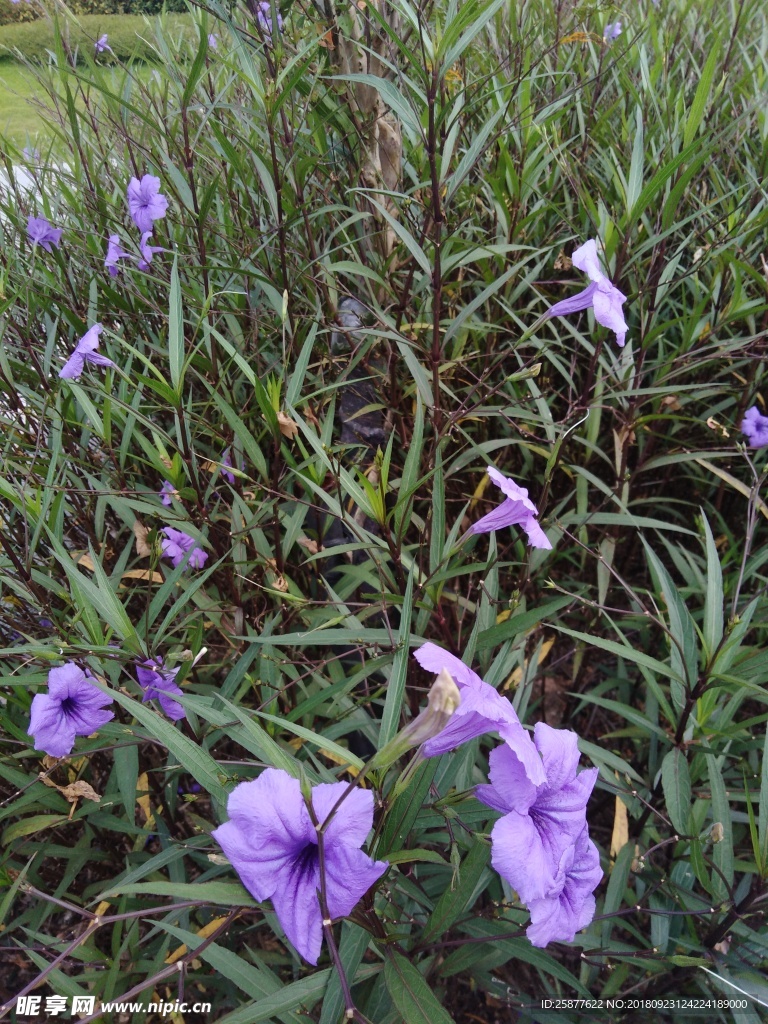 翠芦莉 喇叭花 蓝花 兰花草