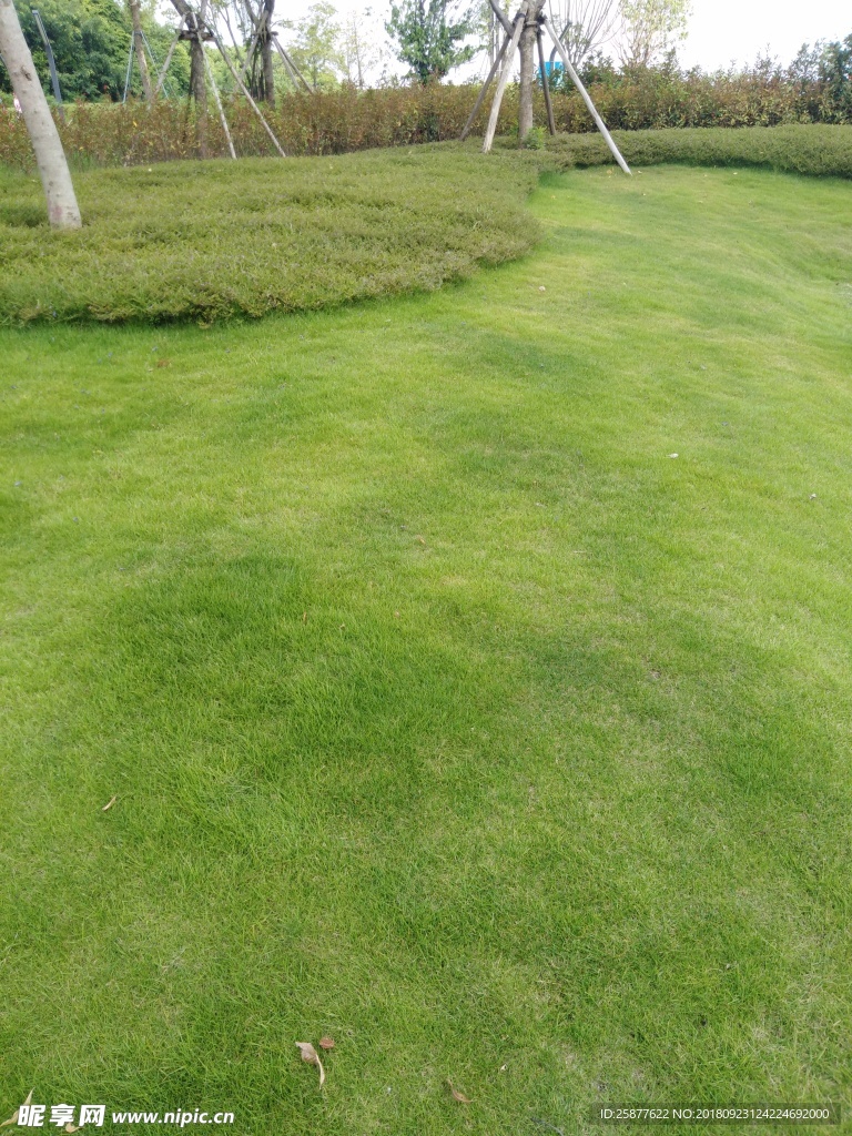 草地 青草 公园草地 草坪 草