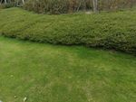草地 青草 公园草地 草坪