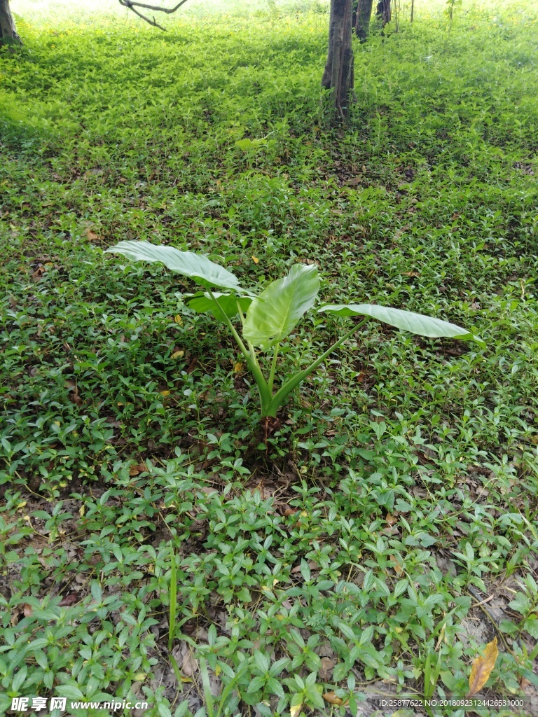 海芋 芋 芋头 野芋 野草 小