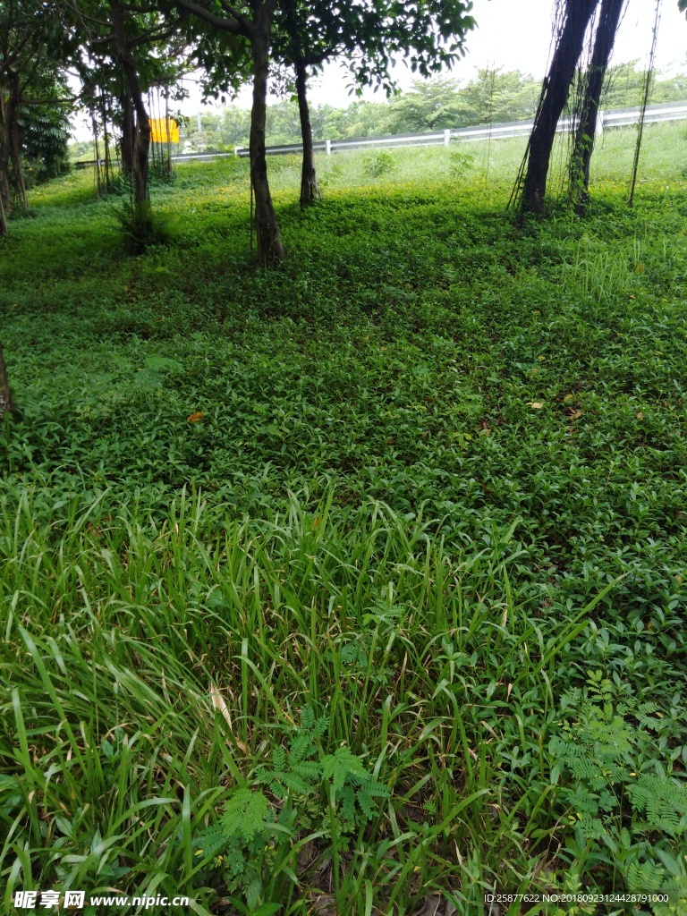 三裂叶蟛蜞菊 蟛蜞菊 空心莲子