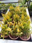 鸡冠花 穗冠花 黄熏衣 植物