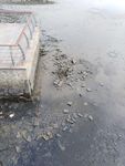 海边 水底自行车