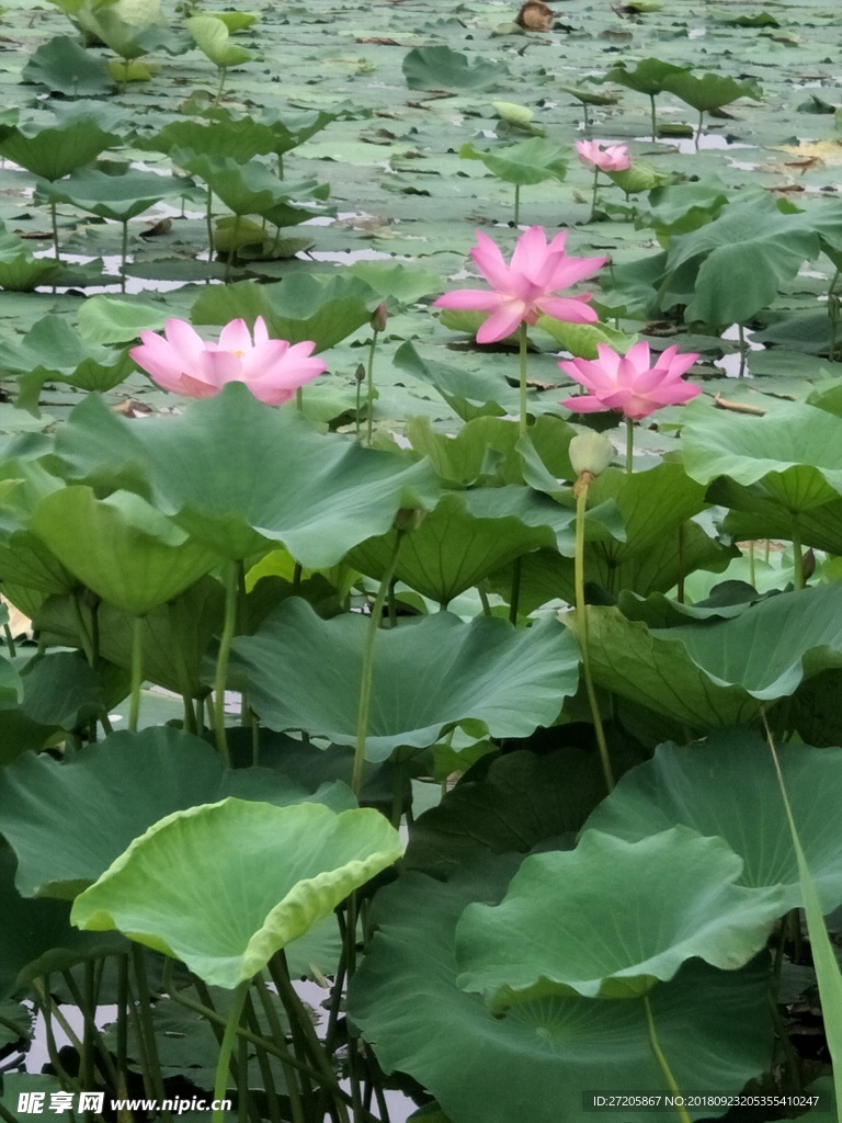 荷花