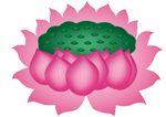 荷花莲蓬矢量图粉色花瓣