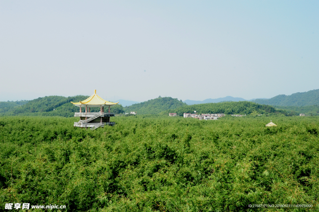 山清水绿 竹乡 竹林