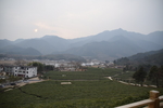 一片茶园  群山  月亮