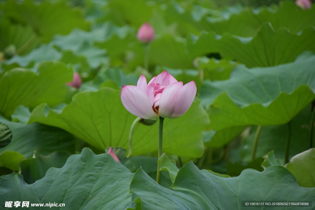 荷花  莲