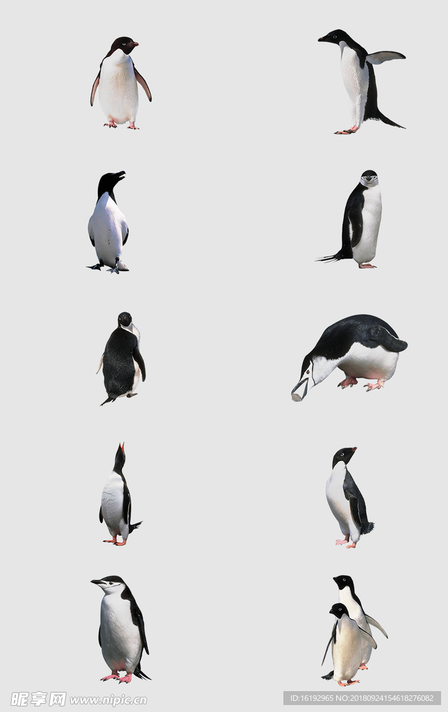 企鹅免抠素材