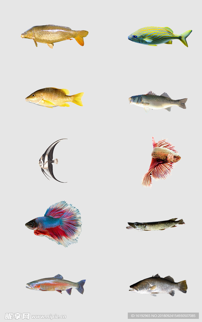 鱼高清免抠设计素材