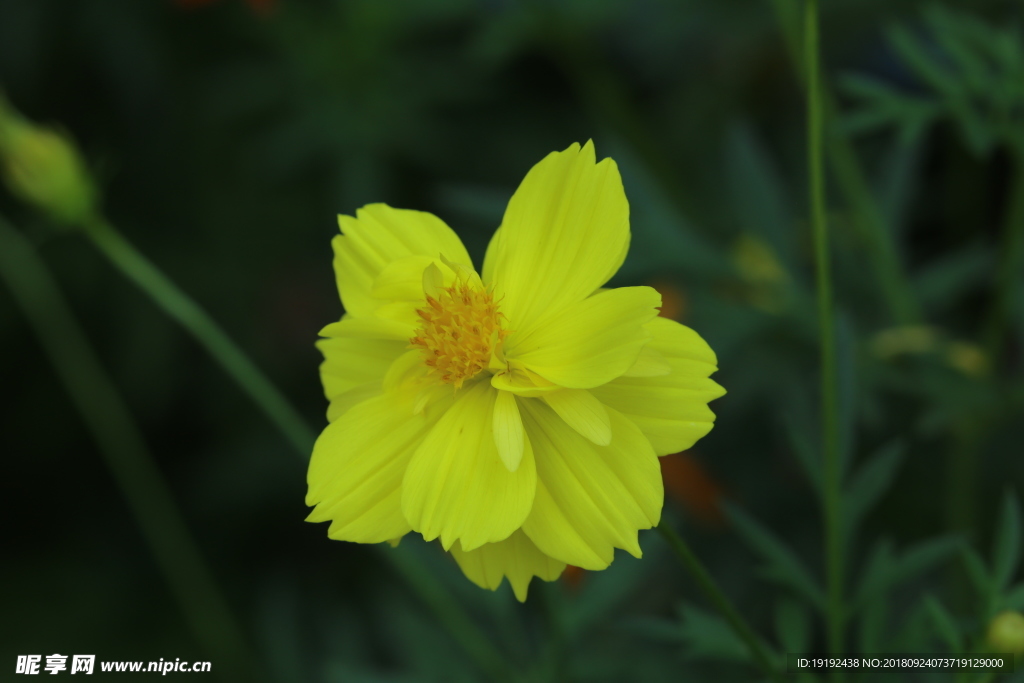 硫华菊