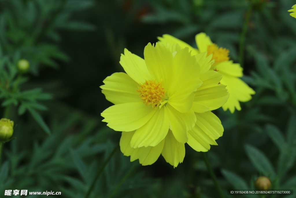 硫华菊