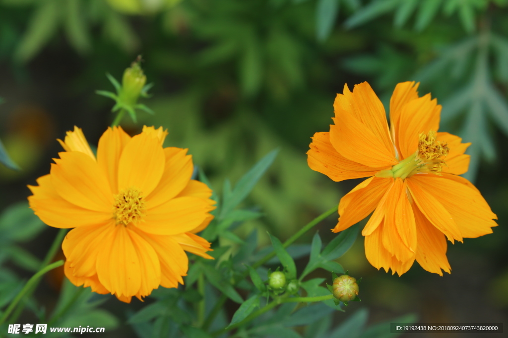 硫华菊