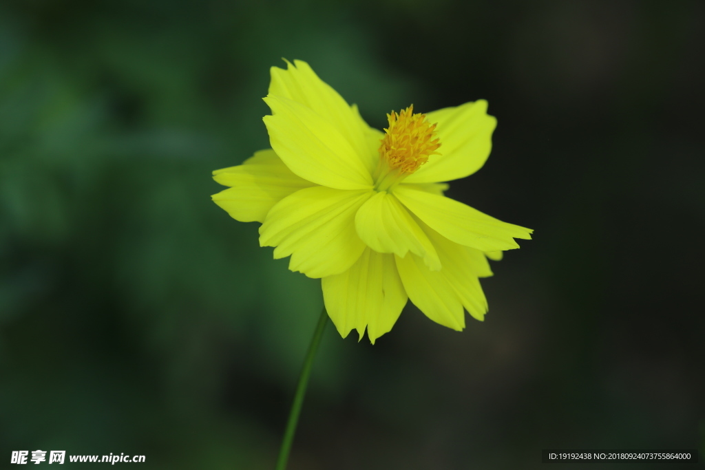 硫华菊