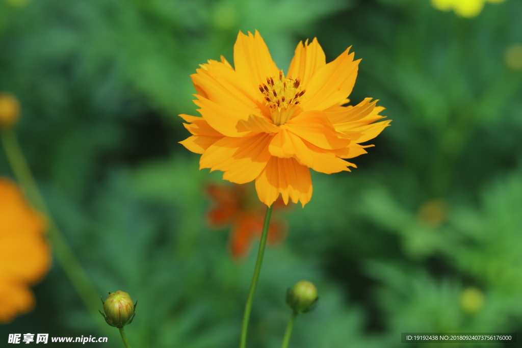 硫华菊