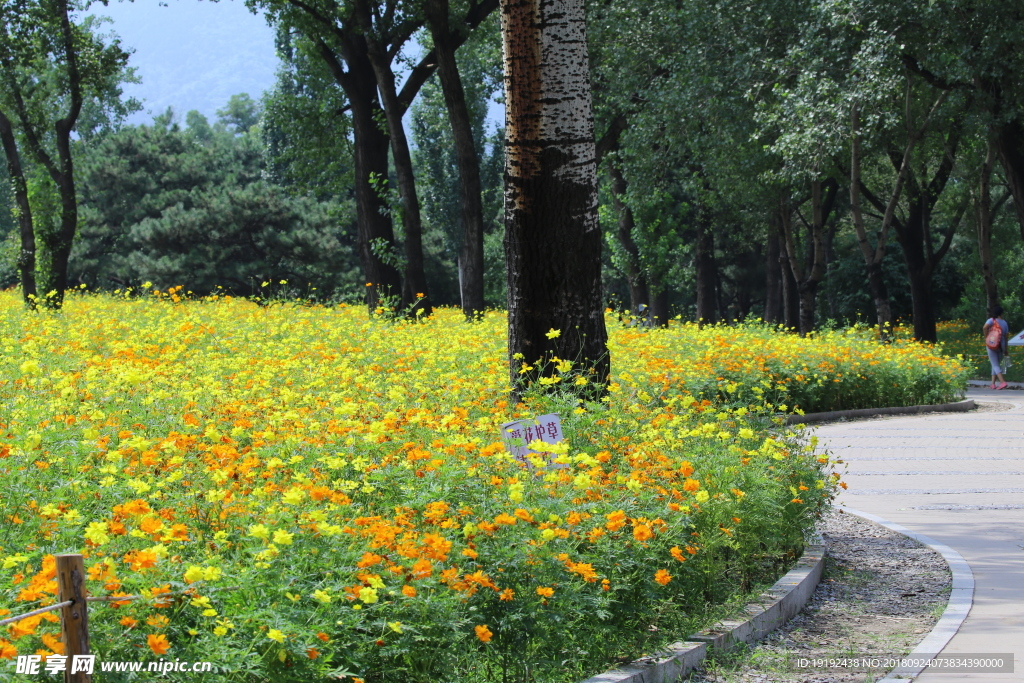 硫华菊