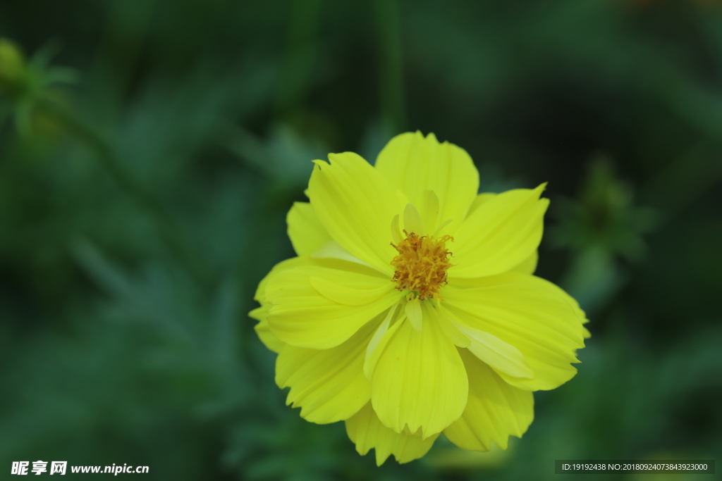 硫华菊