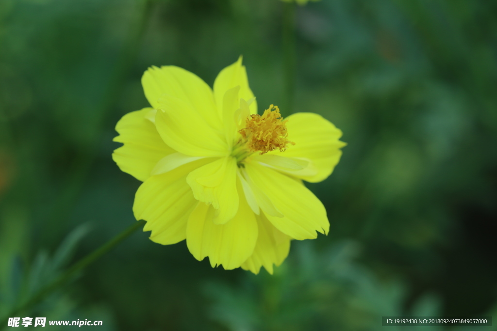 硫华菊