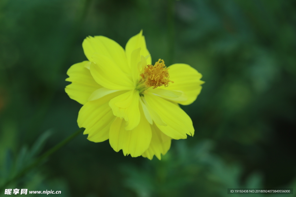 硫华菊