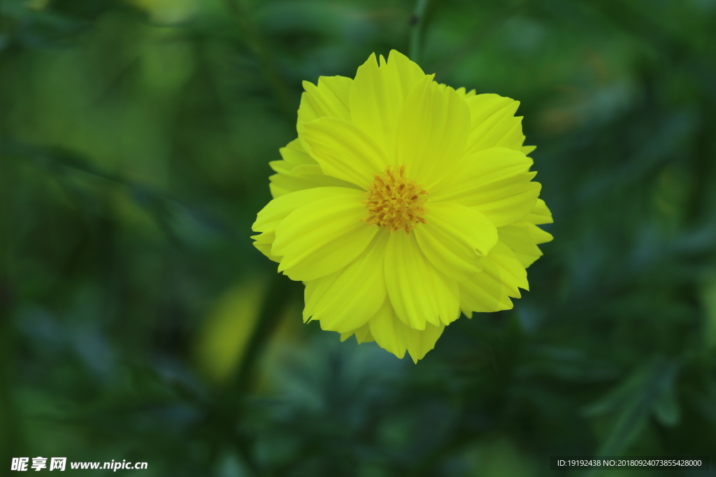 硫华菊