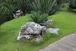 仙湖植物园-铁树