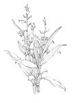 白芨
