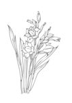 菖兰