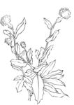 刺儿菜