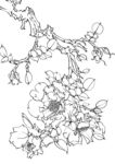 刺梅