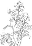 翠雀花