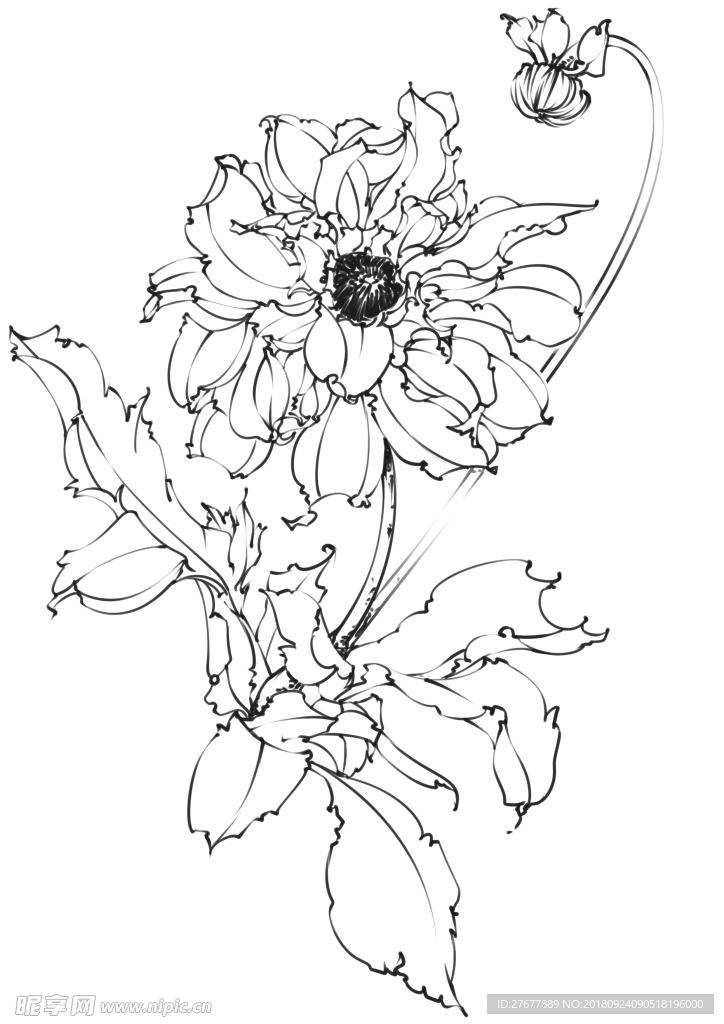大丽花