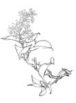 丁香花
