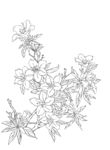 杜鹃花