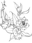 含笑花