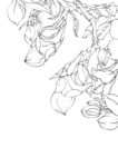 含笑花