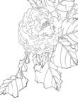 花菜