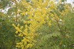 黄山栾树花