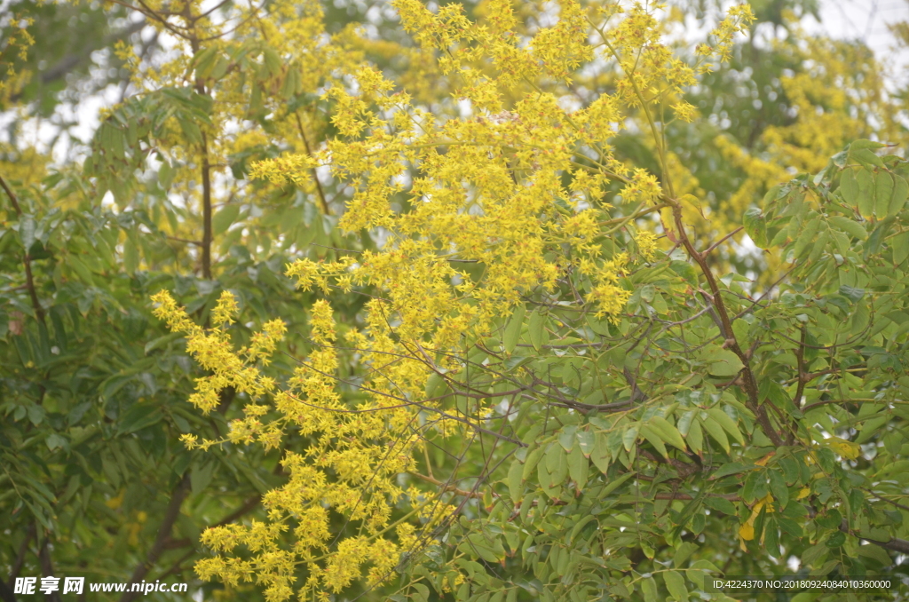 黄山栾树花