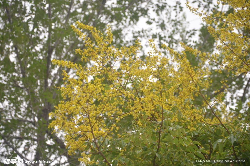 黄山栾树花