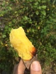 家乡蕃薯