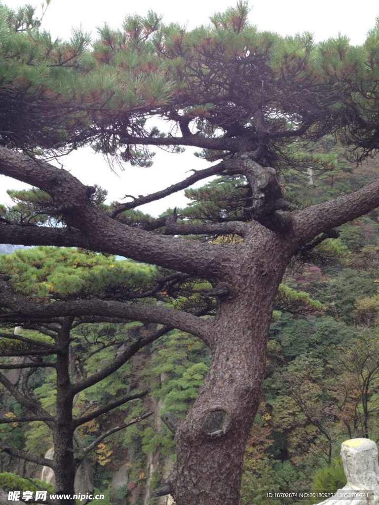 迎客松