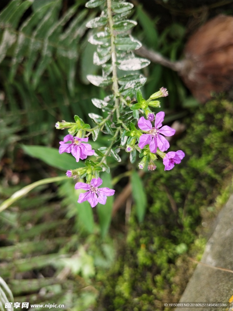 野花